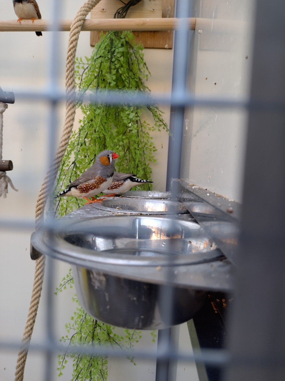 2 zebravinkjes mannetjes van 2025, Dieren en Toebehoren, Vogels | Overige Vogels, Mannelijk, Tropenvogel
