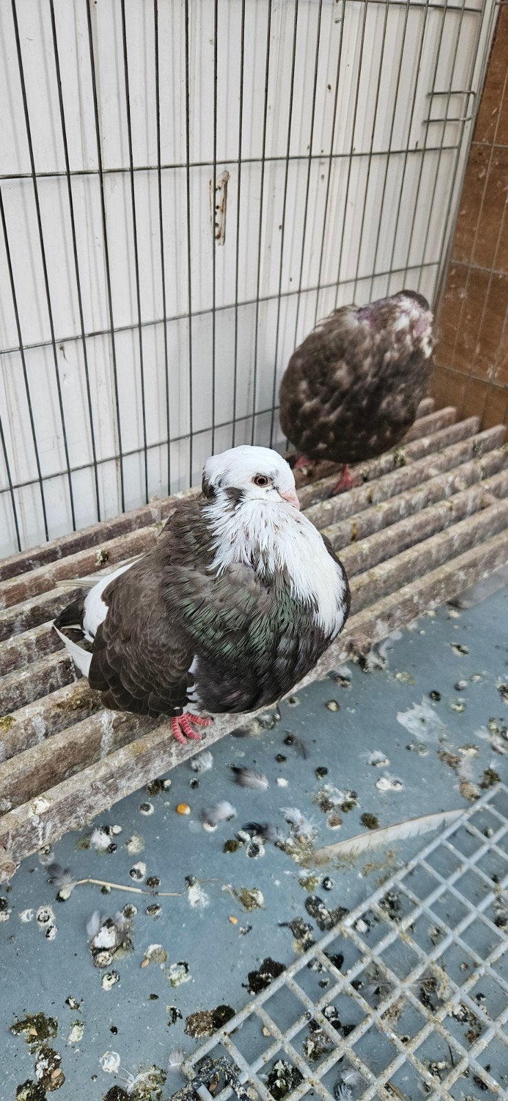 te koop gaditano een koppel, Dieren en Toebehoren