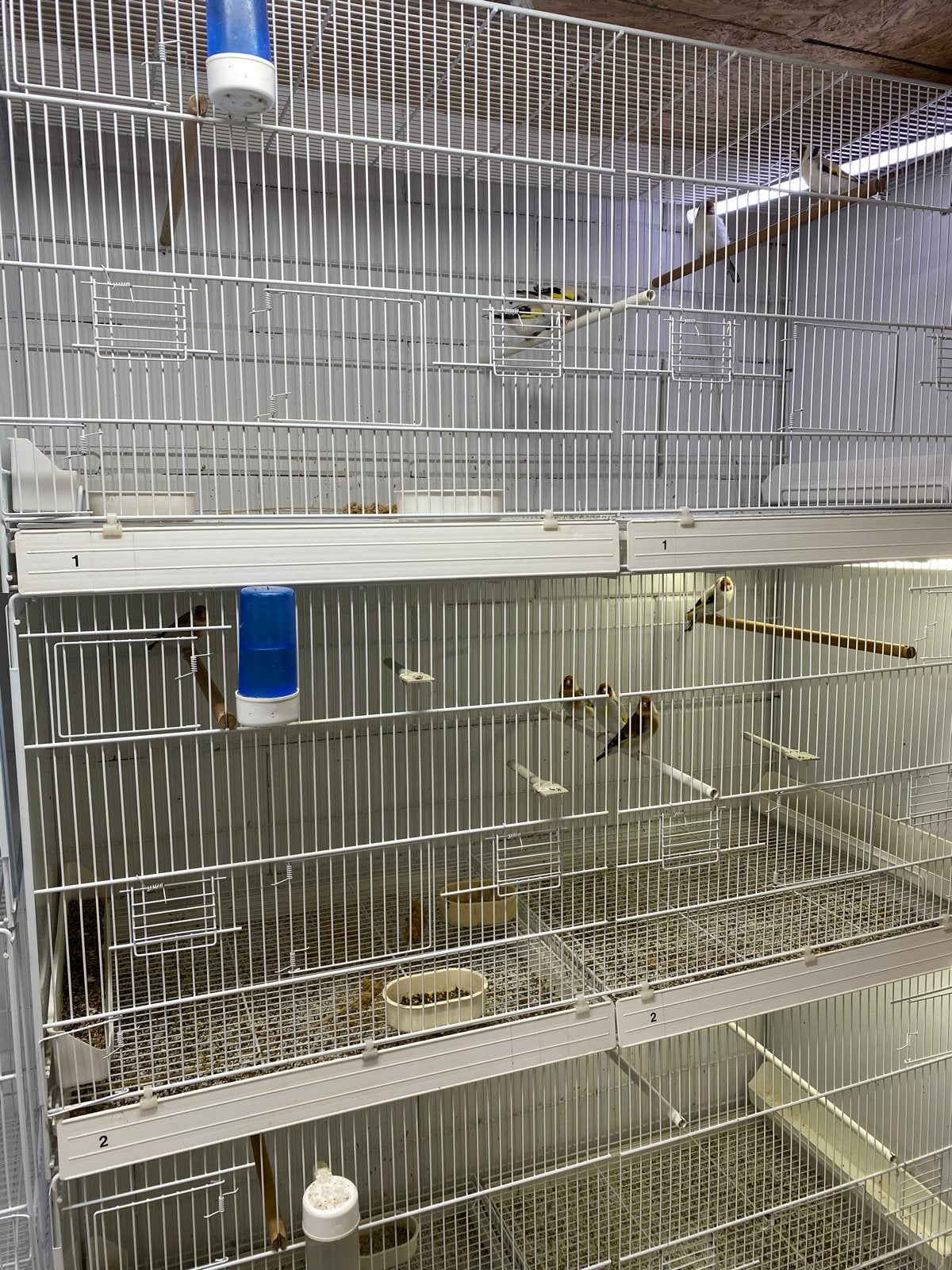 Eumo putters., Dieren en Toebehoren