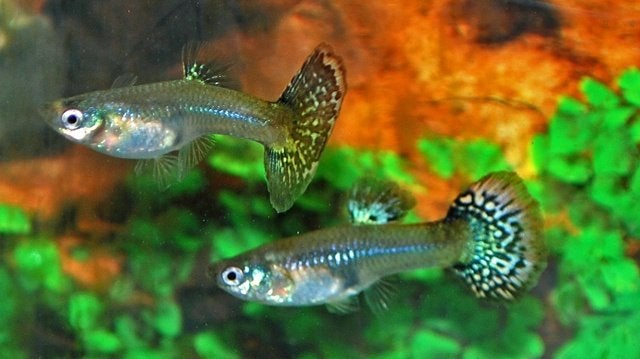 Hobbyaquarium  Snakeskin mix vrouwen, Vis, Zoetwatervis, Schoolvis