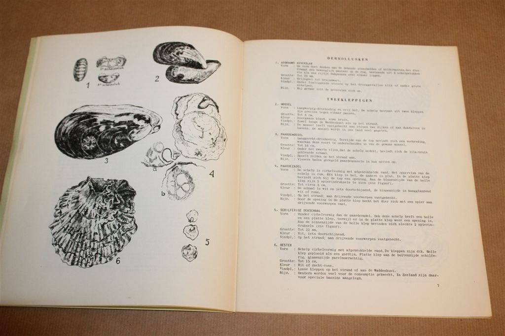 Schelpen van Texels Kust — Vintage Natuurboekje Texel 1962, Ophalen of Verzenden, Gelezen