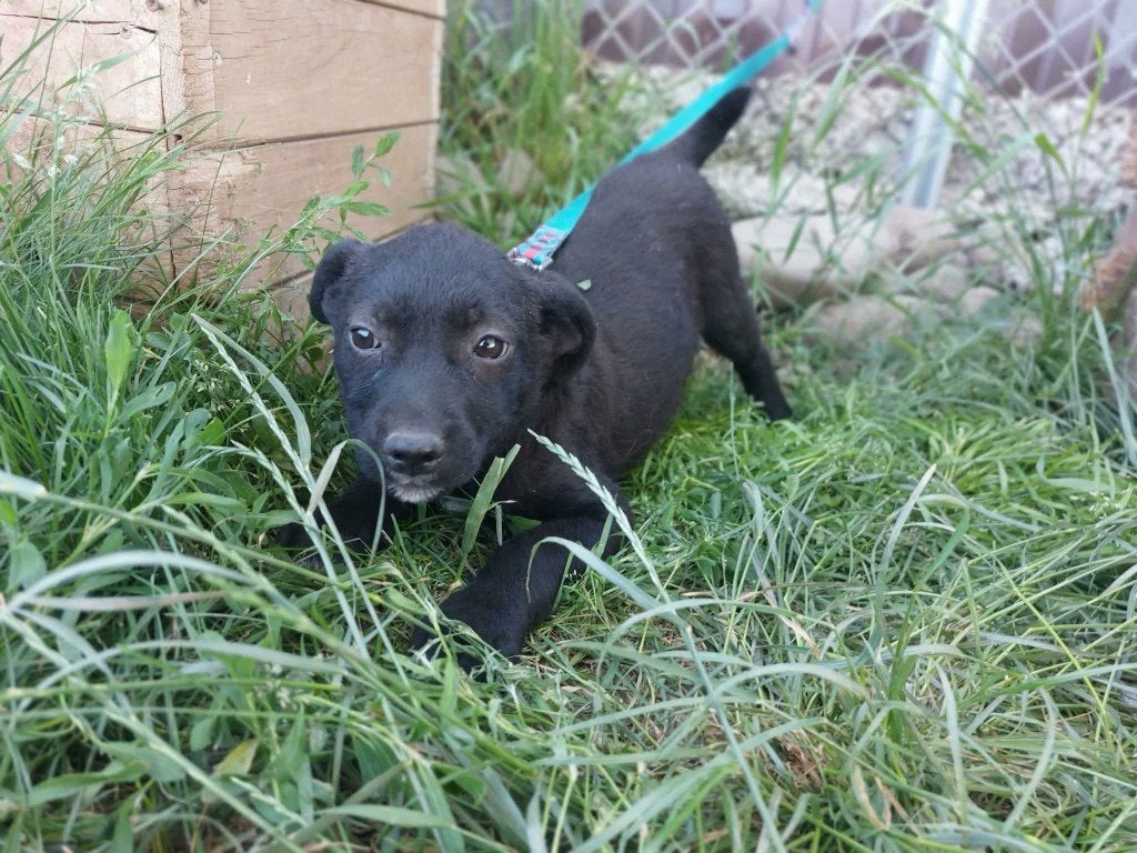 PUP BILLIE, Klein formaat, vriendelijk, reutje, zoekt thuis, Dieren en Toebehoren, Particulier, 15 weken tot 1 jaar, Reu, Buitenland