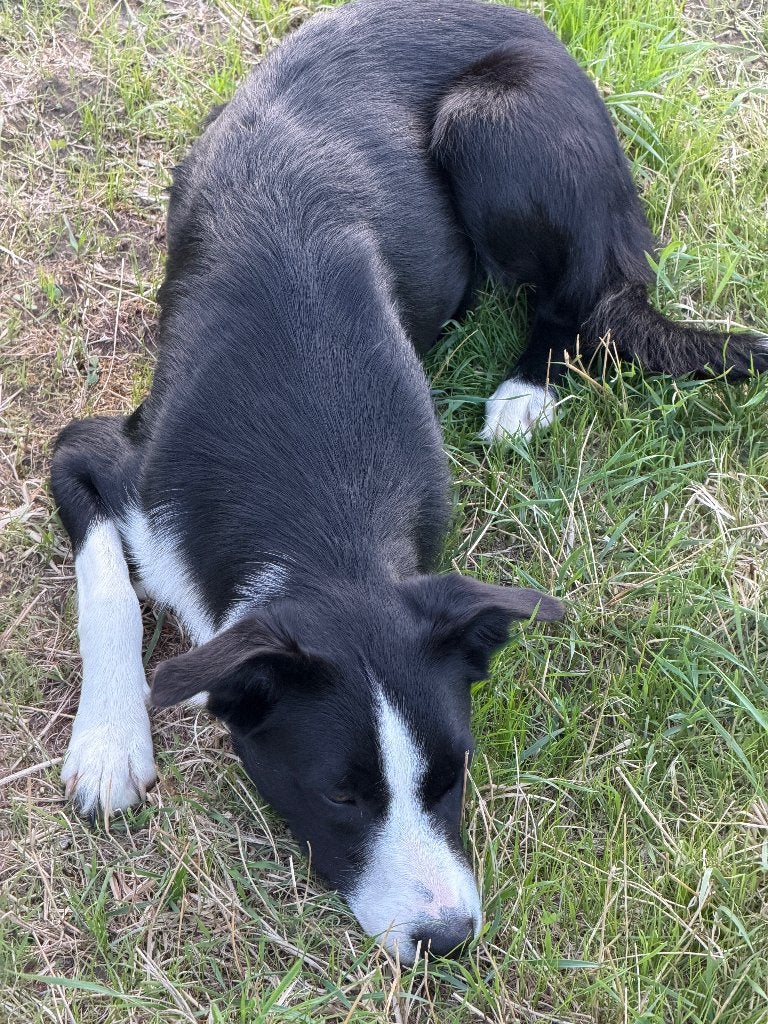 Bordercollie Janny, zusje van Enno, uit zelfde nest, Sheepdog, Nederland, 15 weken tot 1 jaar, CDV (hondenziekte)