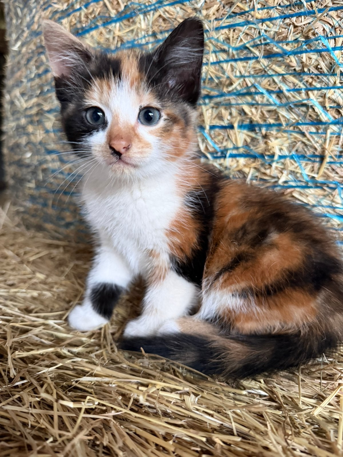 Lieve boerderijkittens, Dieren en Toebehoren, Poes
