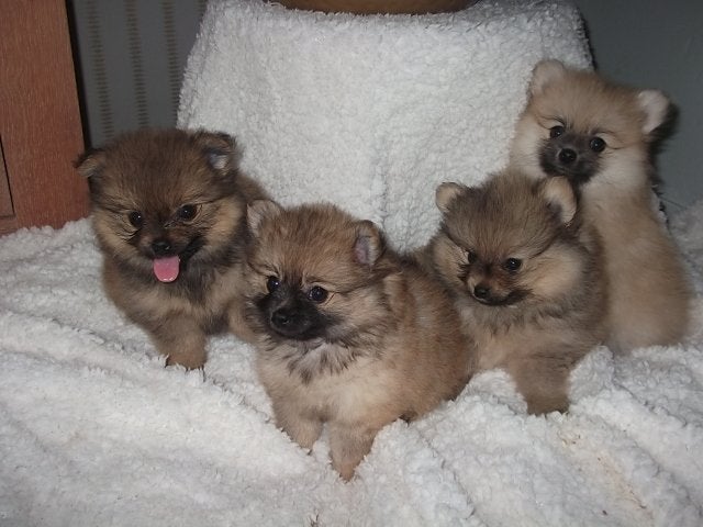 pomeriaan puppy s, Keeshond, HCC (leverziekte), 8 tot 15 weken, Meerdere