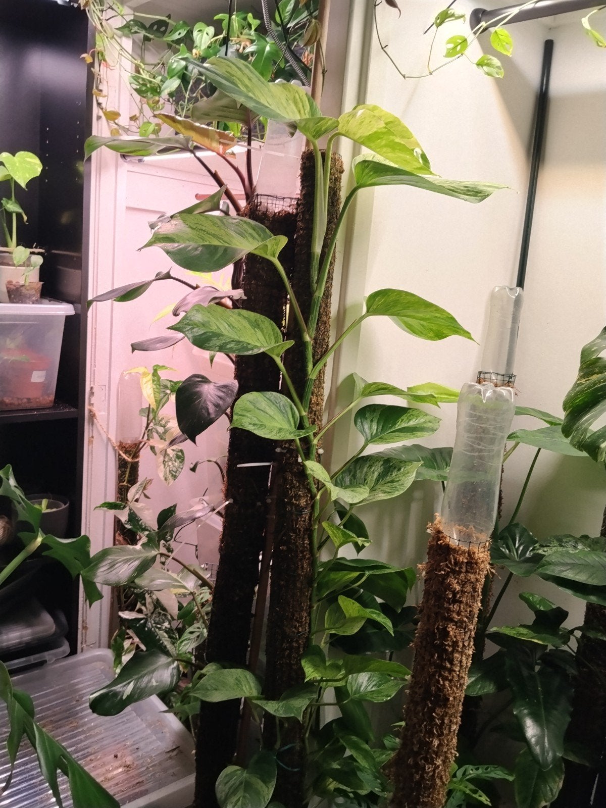 Pepipremnum Marble Queen op mospaal, Ophalen, Halfschaduw, 150 tot 200 cm
