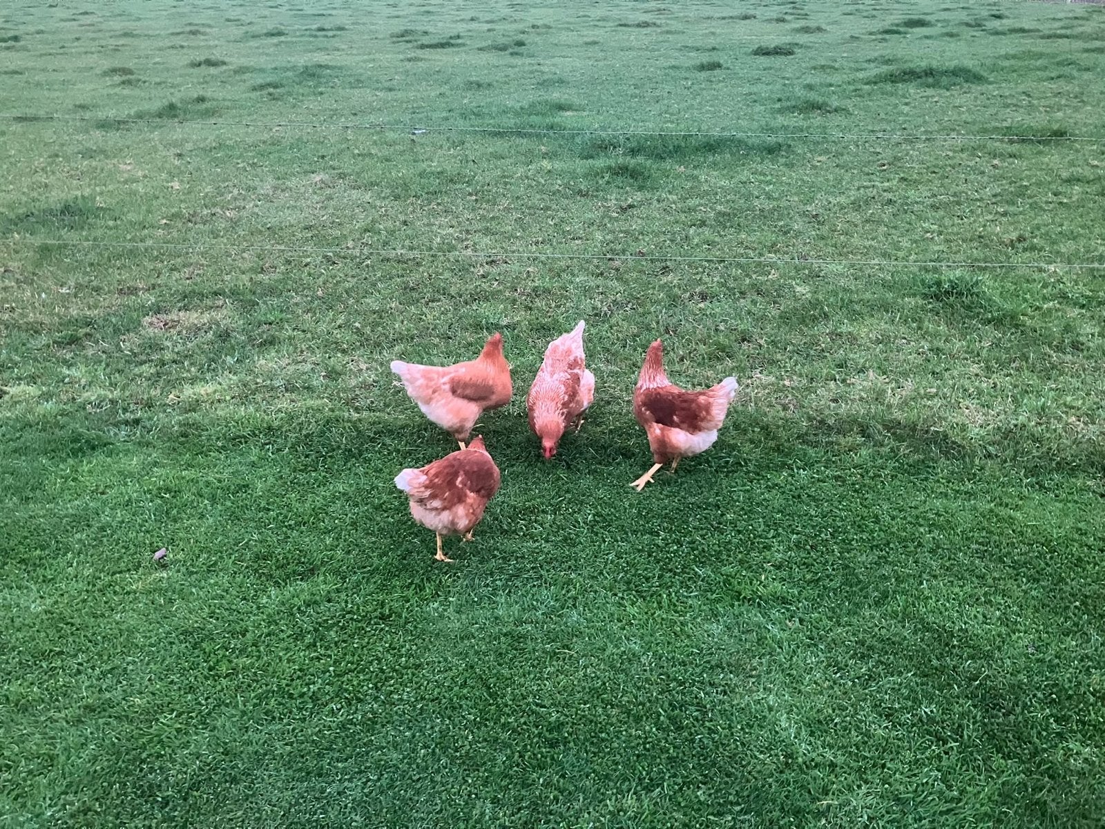 4 bruine kippen