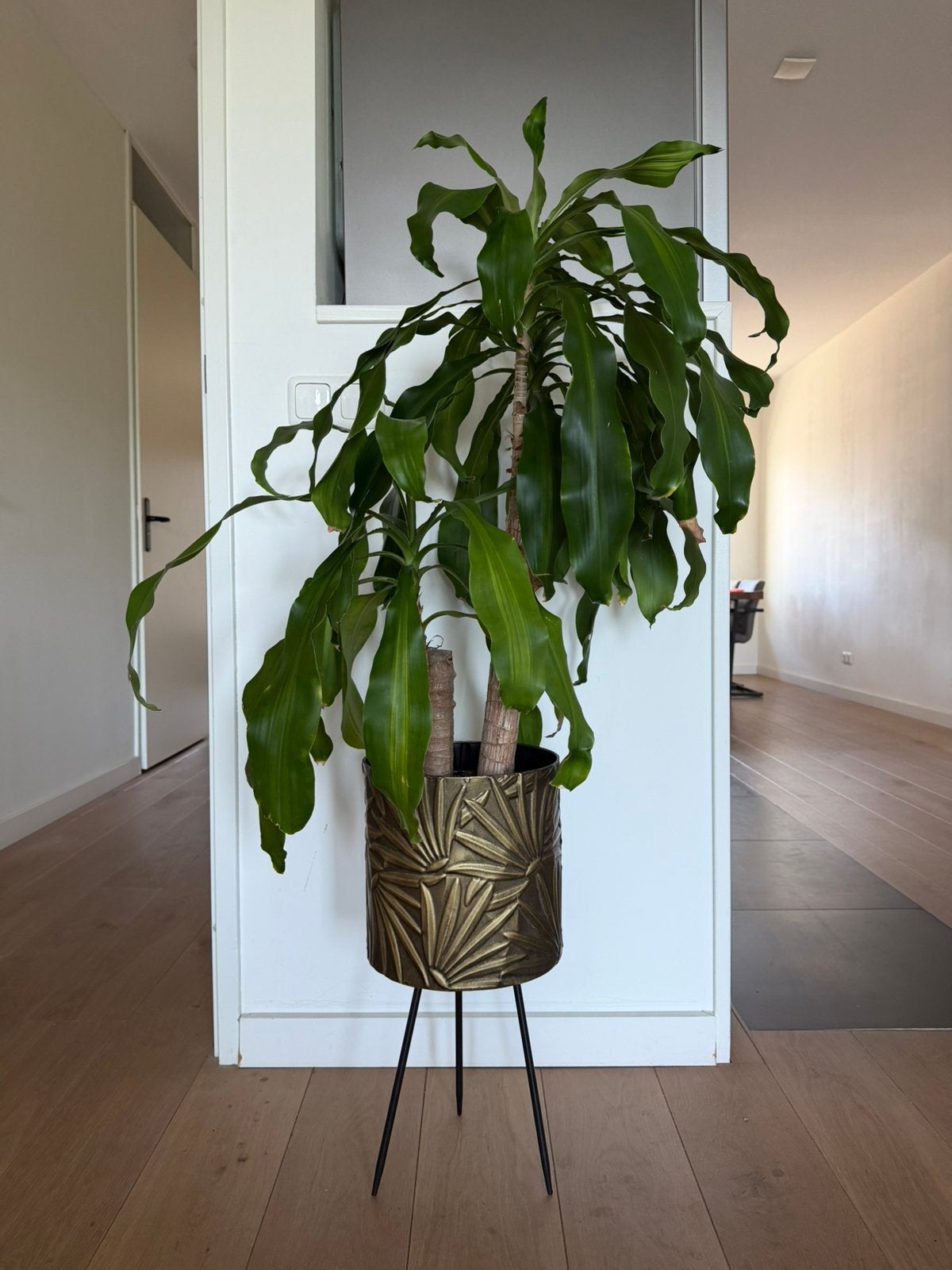 Gouden plantenpot/bloempot op poten, Overige materialen, Minder dan 60 cm, Rond, Ophalen of Verzenden
