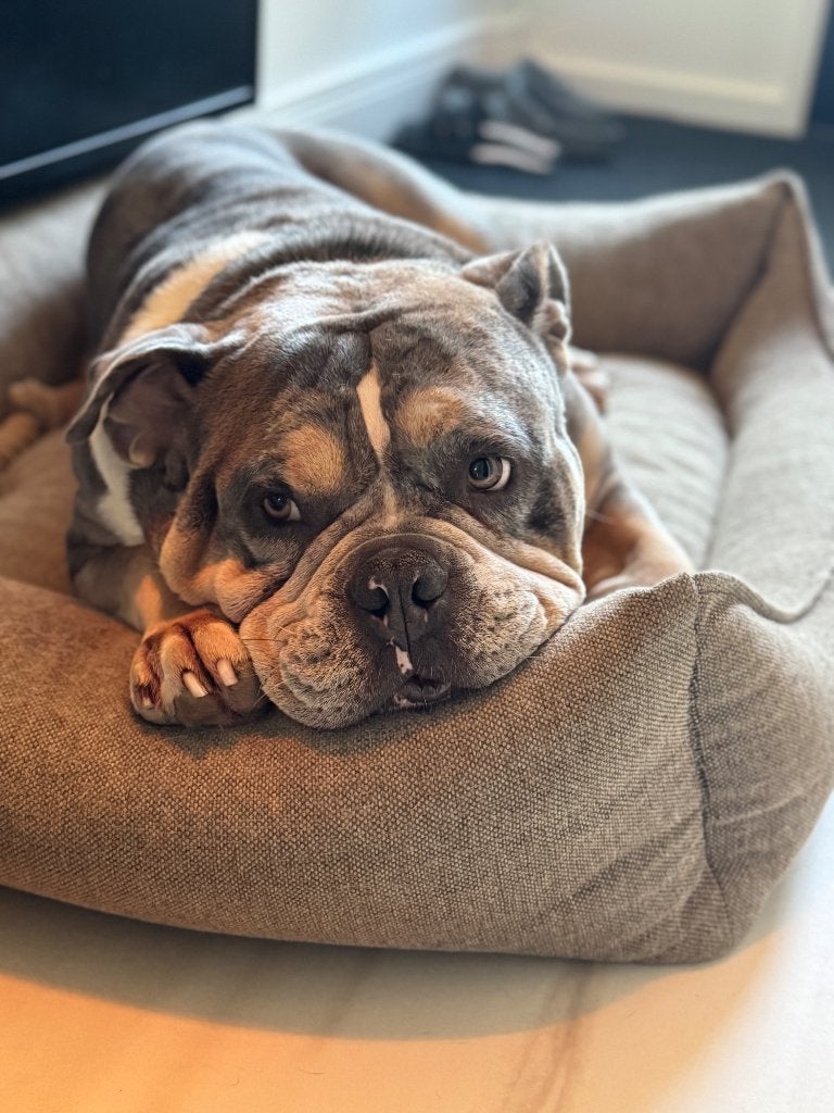 Hond, Dieren en Toebehoren, Honden | Bulldogs, Pinschers en Molossers, Reu, Bulldog, Particulier, Eén hond, Nederland, 3 tot 5 jaar