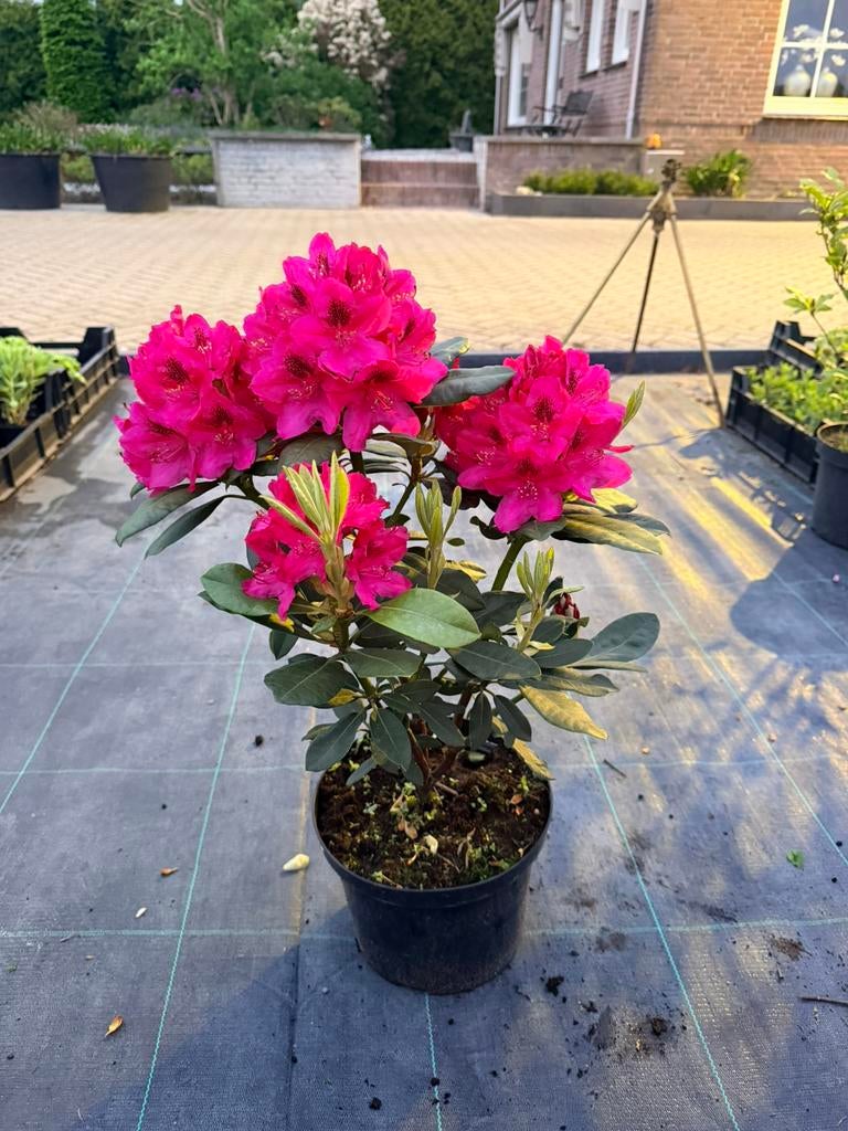 Rododendron Nova Zembla, Ophalen of Verzenden, Overige soorten, Halfschaduw
