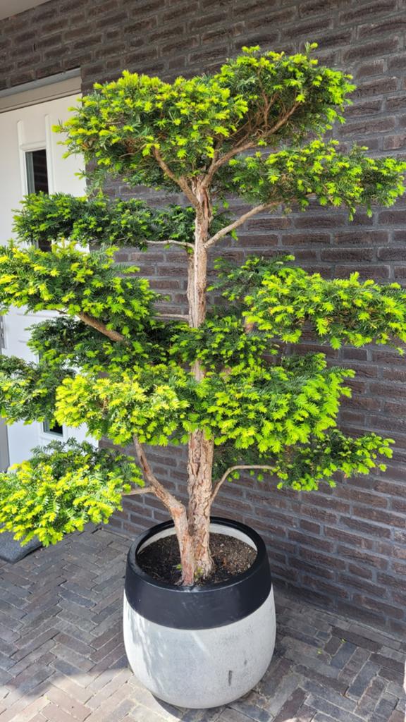 Taxus baccata in Japanse bonsai stijl – vormsnoei, Ophalen, Bloeit niet, Halfschaduw, Overige soorten