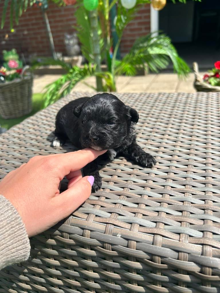 Boomer pups, Dieren en Toebehoren, Honden | Niet-rashonden, 8 tot 15 weken, Meerdere, Meerdere dieren, Nederland