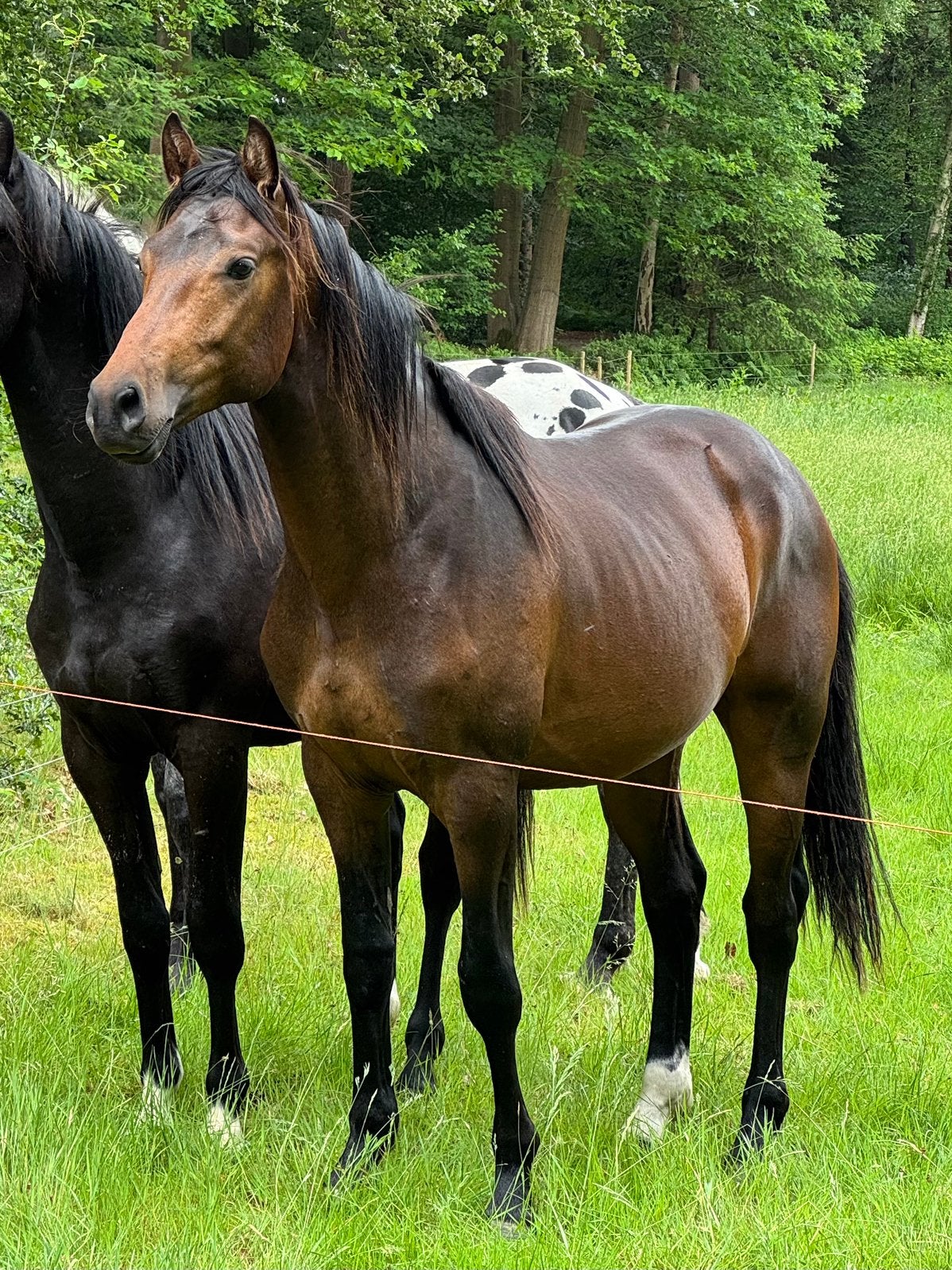 Superleuke correcte hengst 2 jaar, Minder dan 160 cm, 0 tot 2 jaar, Hengst, Onbeleerd