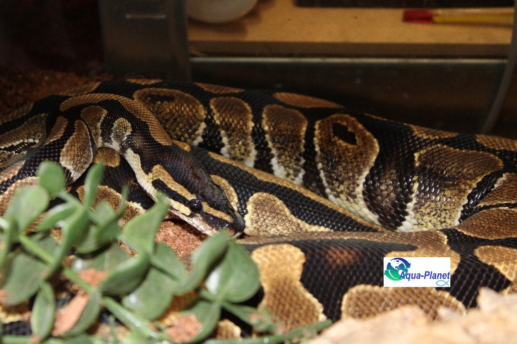 Python regius Ball Python - unknown for sale from Aqua-Planet