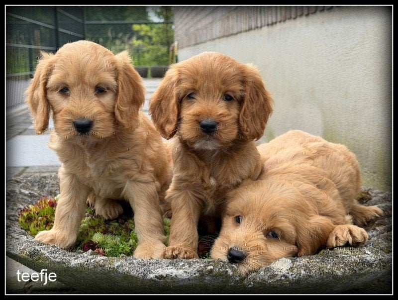 Cockapoo pups teefje, Nederland, Parvo, Overige rassen, 8 tot 15 weken