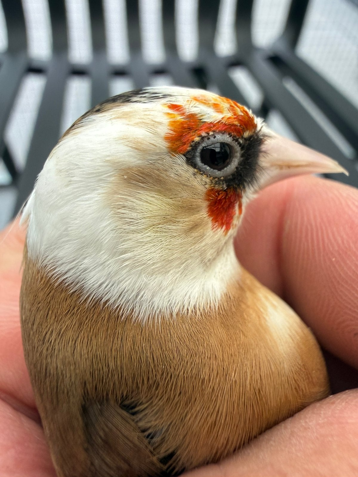 Parva putter man, Mannelijk, Wildzangvogel, Geringd