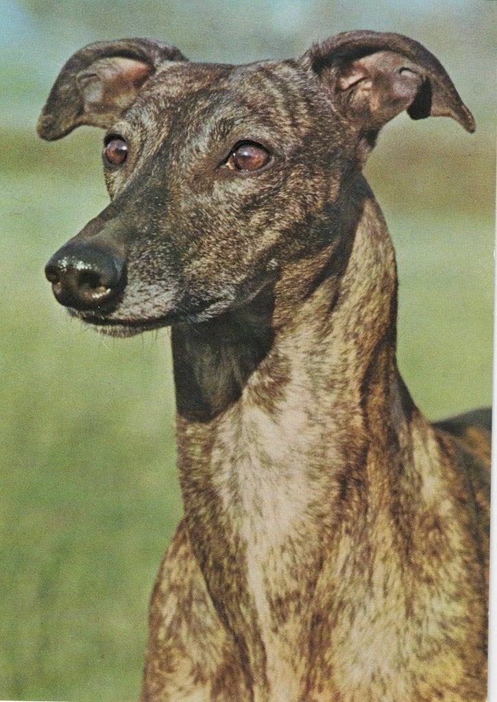 Greyhound 577, Ophalen of Verzenden, 1980 tot heden, Ongelopen, Vogel