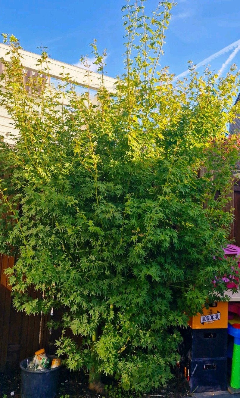 Japanse Esdoorn,  Acer Palmatum, Tuin en Terras, Ophalen, Bloeit niet, Halfschaduw, Overige soorten