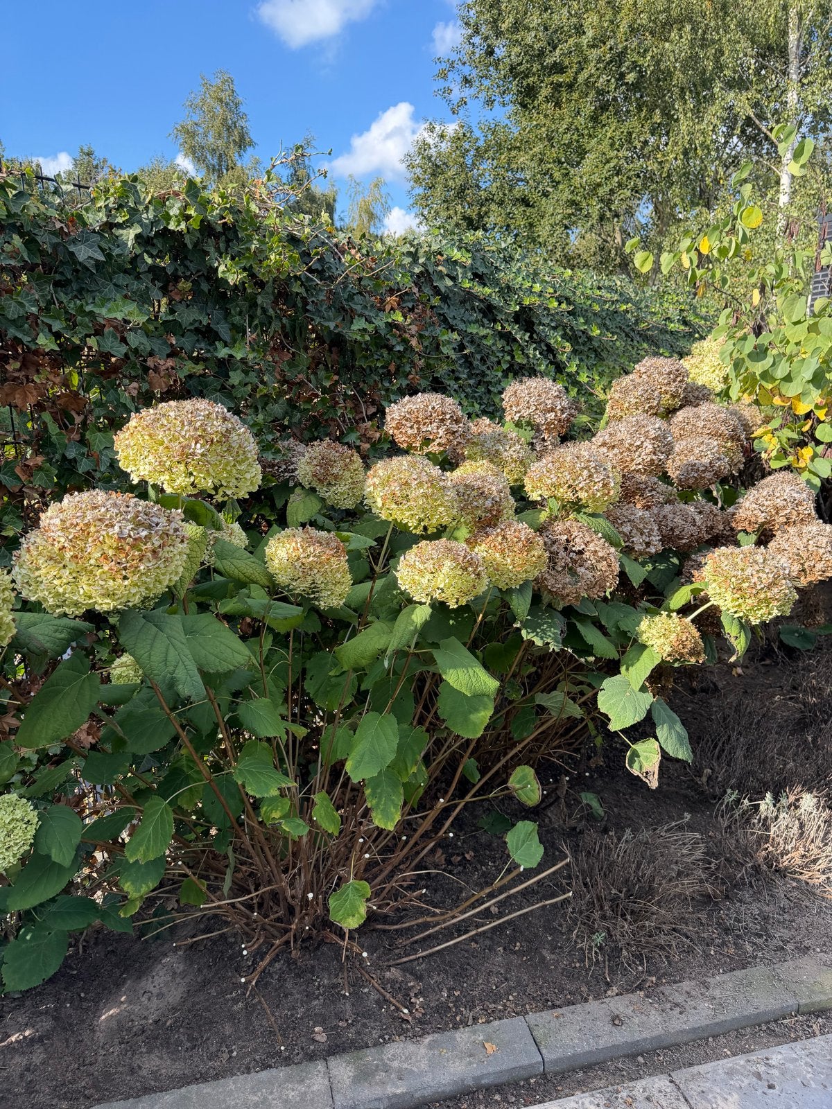 Hortensia 'Annabelle' - Grote witte bloembollen, Tuin en Terras, Vaste plant, Halfschaduw, Zomer, Ophalen