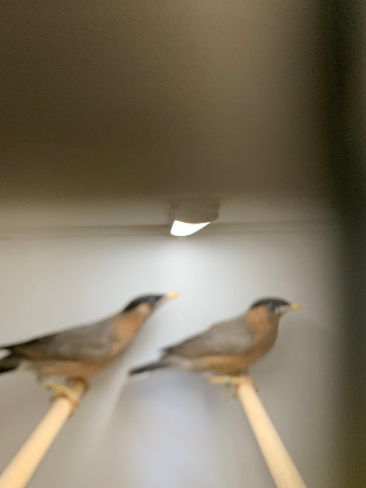 pagode spreeuwen  van  26, Dieren en Toebehoren, Vogels | Overige Vogels