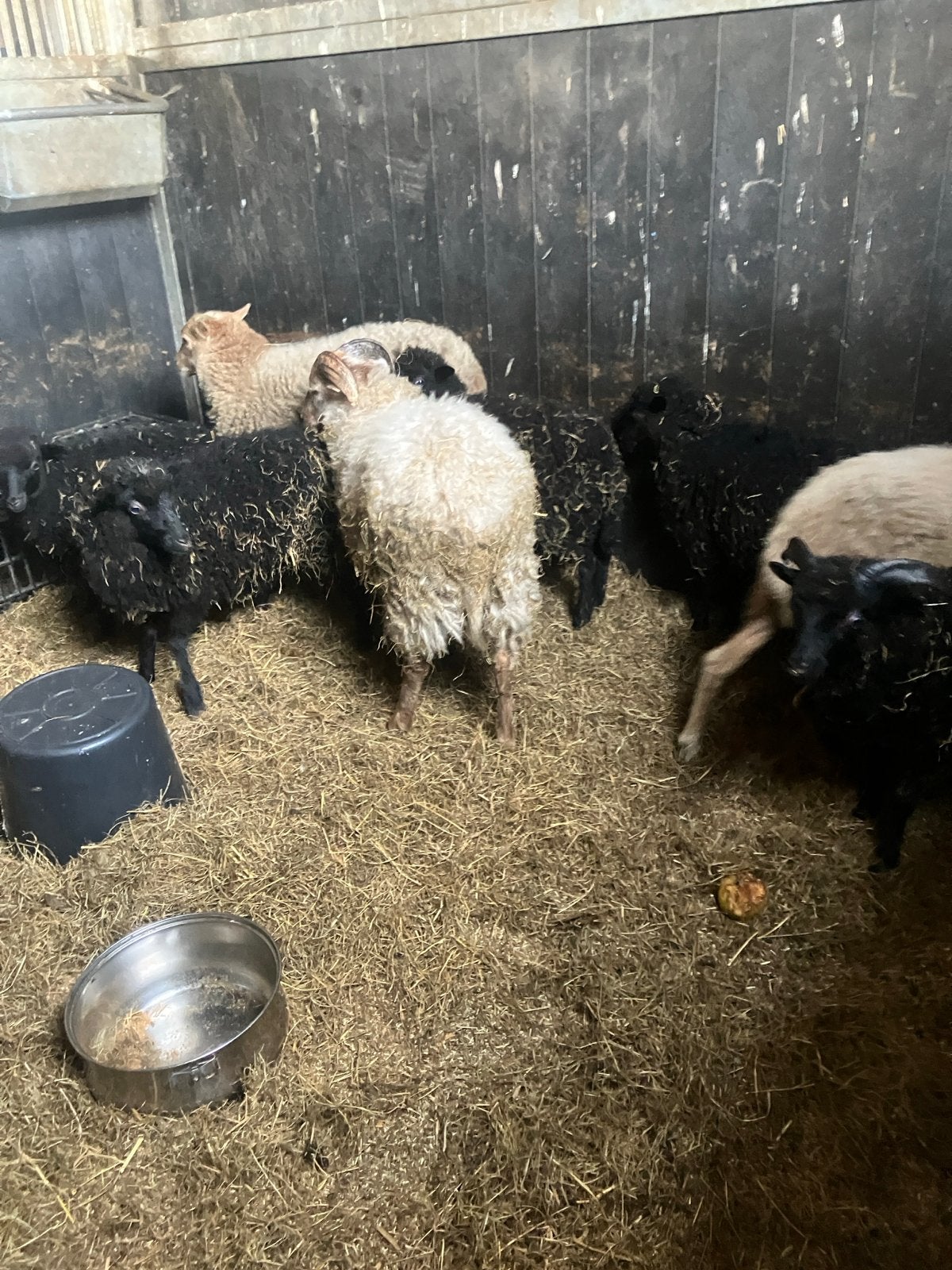 Diverse Oussanten te koop, Meerdere dieren, Schaap, 0 tot 2 jaar
