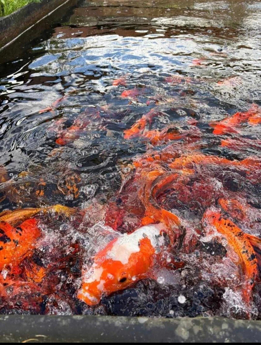 Koi's te koop, Dieren en Toebehoren, Karper of Koi
