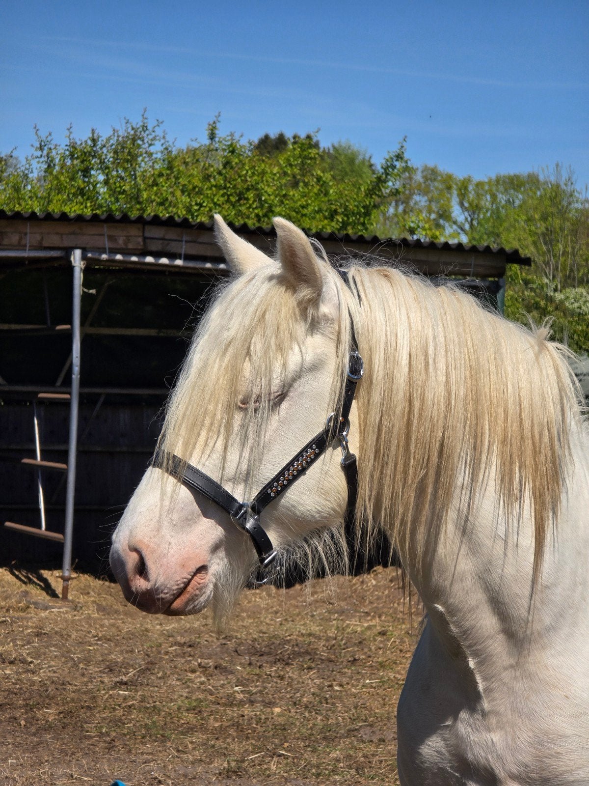 Cremello tinker hengst, Dieren en Toebehoren, Pony's, Hengst, D pony (1.37m tot 1.48m), 3 tot 6 jaar, Gechipt, Ontwormd, Ingeënt