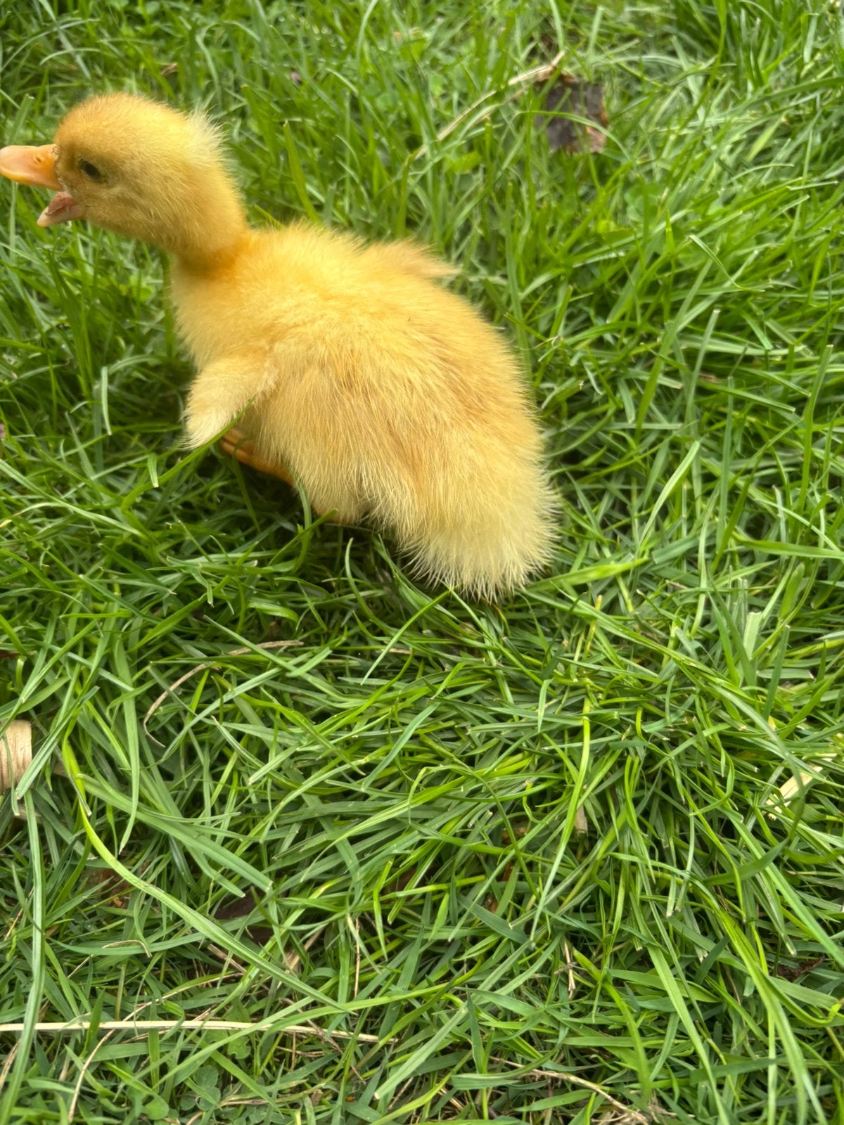 Peking eendjes, Dieren en Toebehoren, Pluimvee