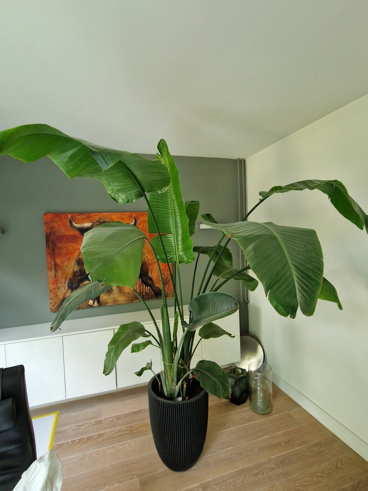 Strelitzia Nicolai, Ophalen, Volle zon, 150 tot 200 cm