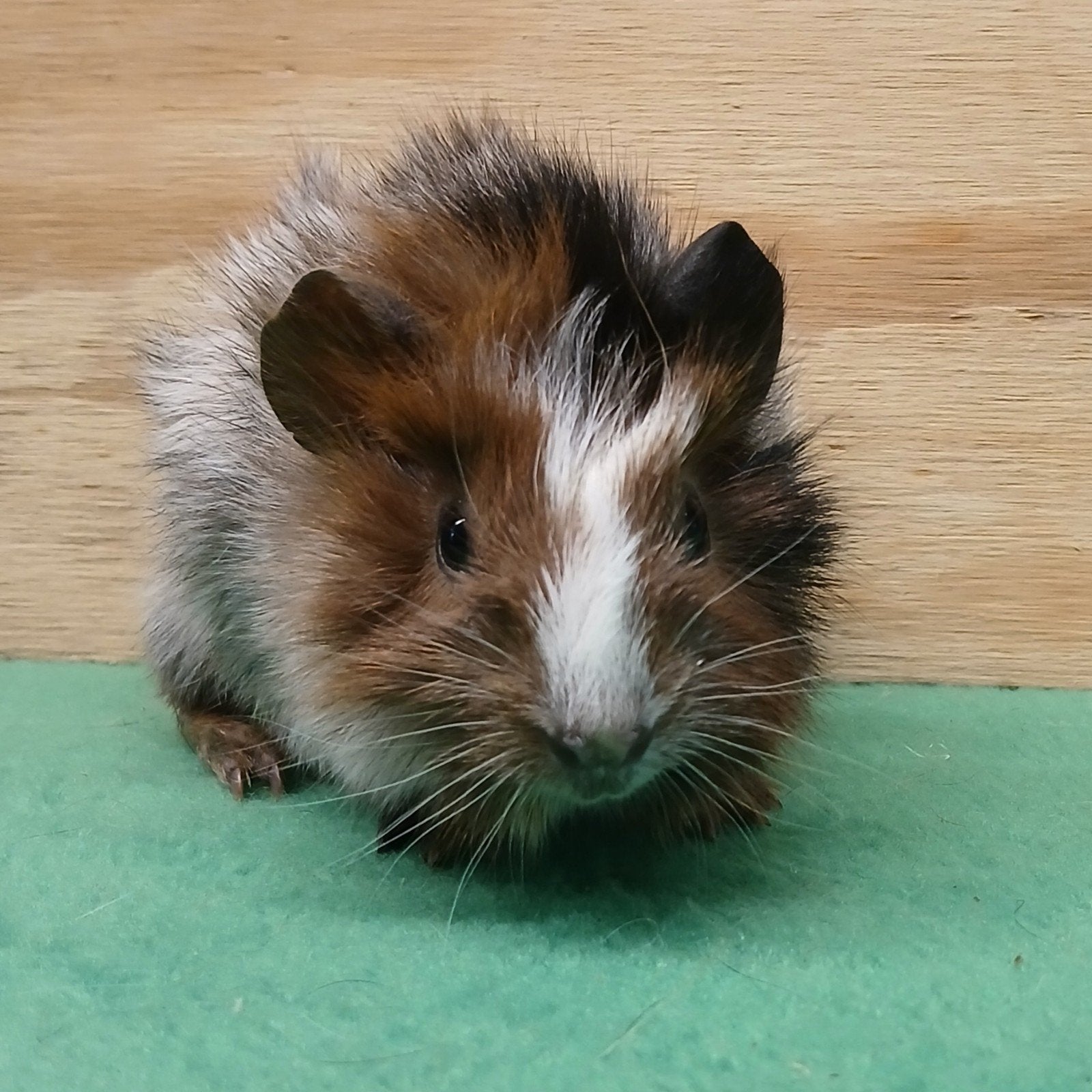Jong Gemengd-schimmel borstel beertje, Cavia, Mannelijk, Juli, Tam