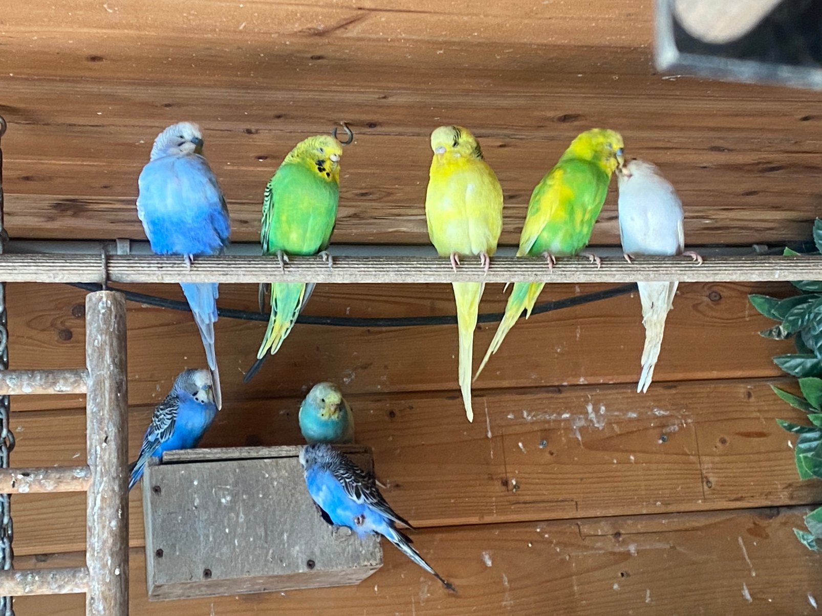 Grasparkieten uit voliere verschillende kleuren, Dieren en Toebehoren, Vogels | Parkieten en Papegaaien, Meerdere dieren, Parkiet