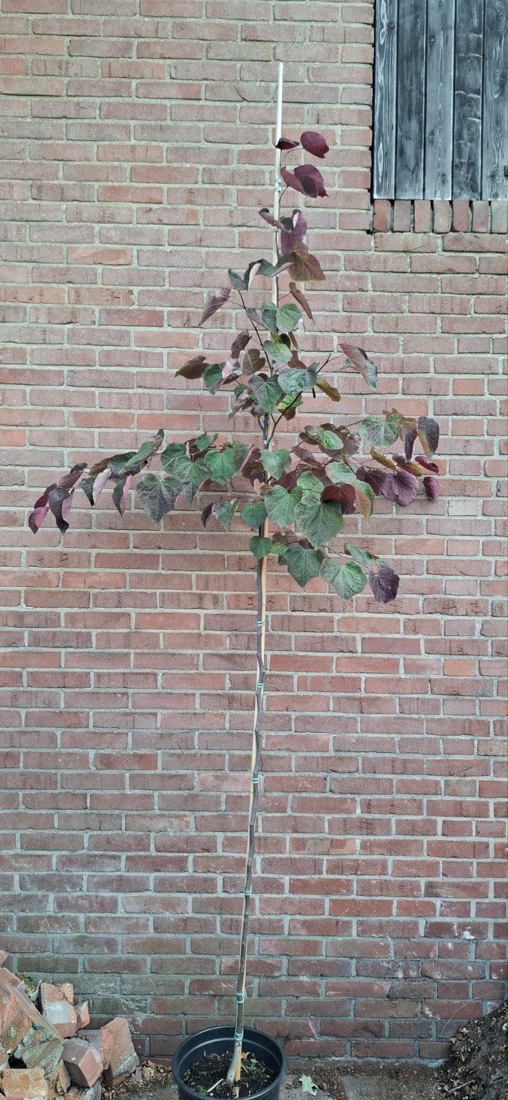 Cercis 'forest pansy', judasboom, roodbladig, Tuin en Terras, Planten | Bomen, Ophalen, Volle zon, Overige soorten
