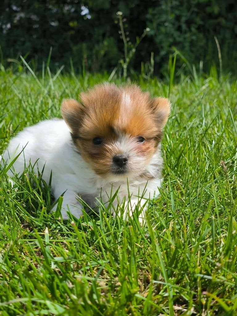 Prachtige boomer pupjes, bij ons geboren, Dieren en Toebehoren, Honden | Niet-rashonden, Parvo, België, 8 tot 15 weken, Meerdere