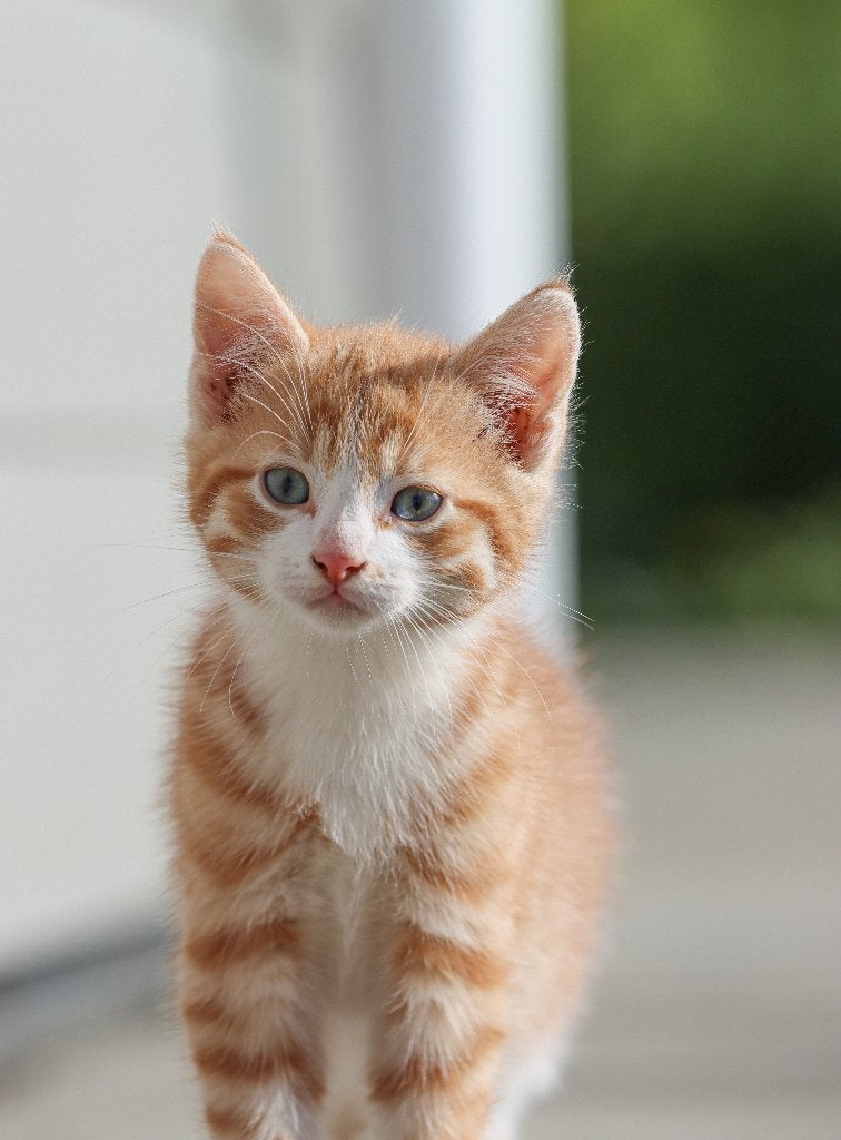 Knappe boerderijkittens te koop, Dieren en Toebehoren, Kater, Kortharig, 0 tot 2 jaar