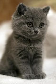 Gezocht grijze kater kitten, Dieren en Toebehoren, Katten en Kittens | Overige Katten, Kater