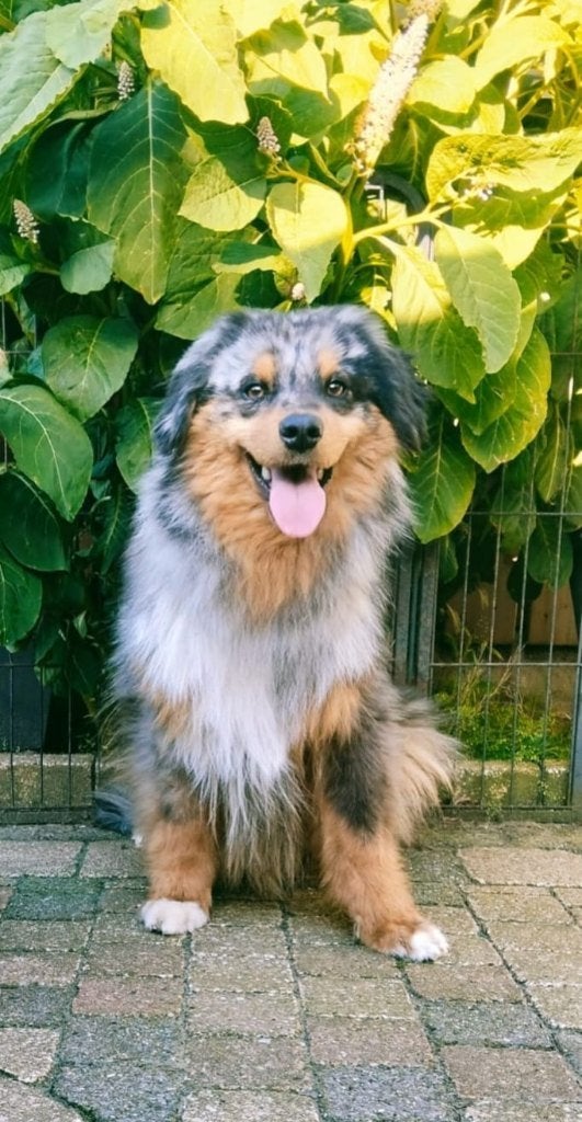 Blue merle Australian Shepherd Reu, 1 tot 2 jaar, Eén hond, Nederland, Particulier