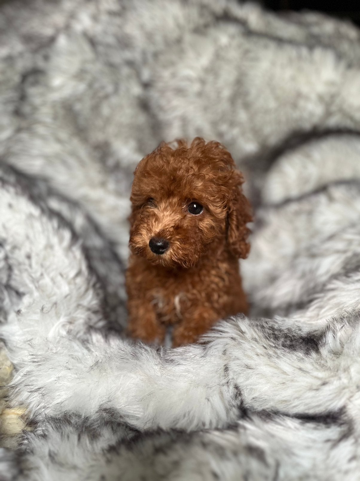 Kleine dwerg / toy poedel pups, Dieren en Toebehoren, Poedel, Parvo, 15 weken tot 1 jaar, Meerdere