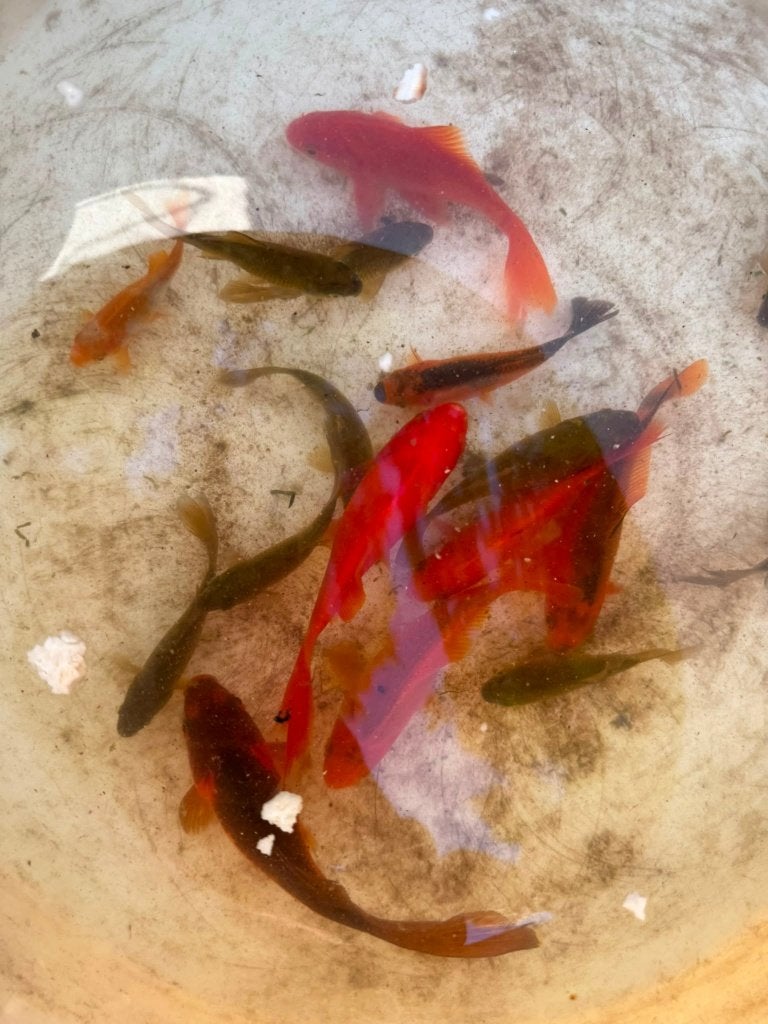 Mooie goudvissen uit eigen vijver. Prachtig orange. Tot16cm, Dieren en Toebehoren, Goudvis(sen)