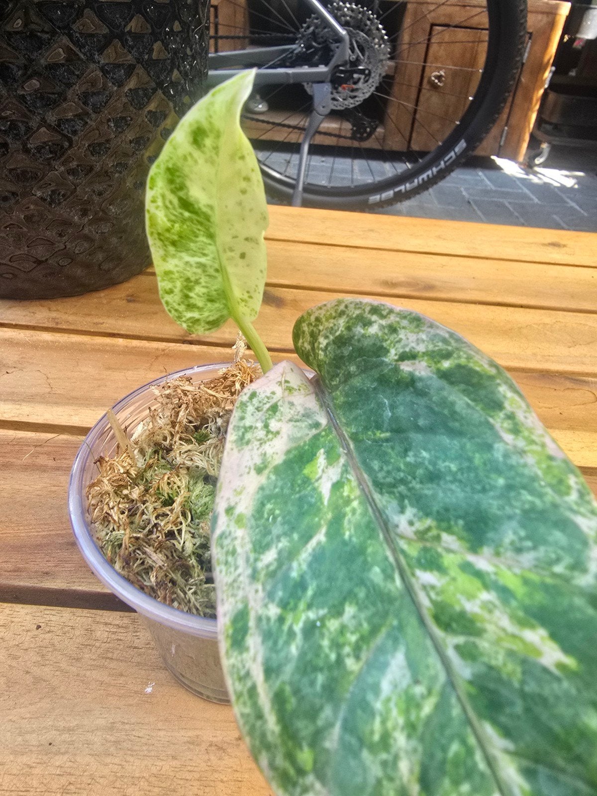 Anthurium Renaissance Variegata, Ophalen, Halfschaduw, Minder dan 100 cm