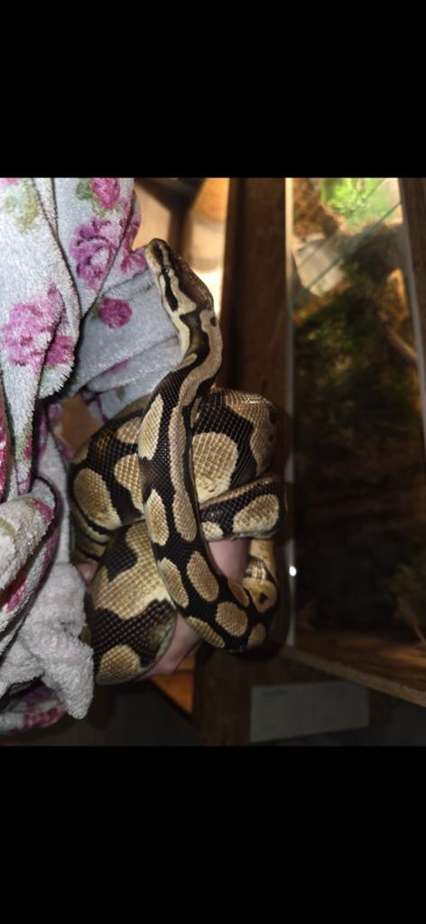 Ballpython, koningspython Ball Python - female for sale from Samira