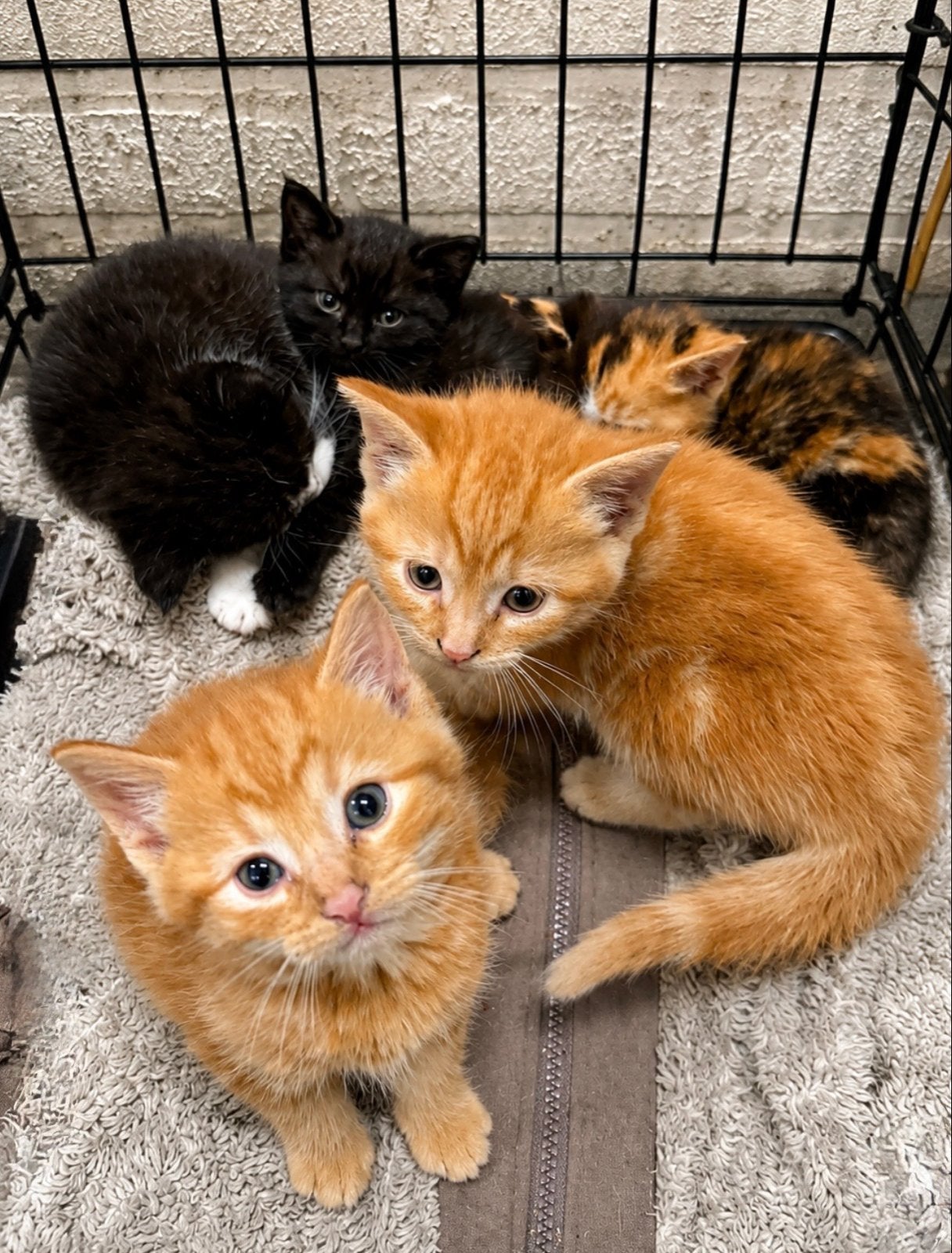 Lieve kittens zoeken een nieuw thuis, Dieren en Toebehoren, Katten en Kittens | Overige Katten, Poes