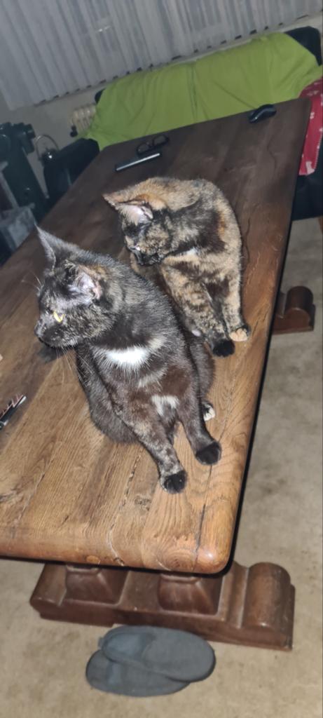 Poes 1 jaar, Poes