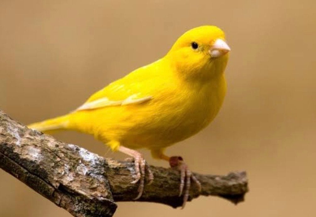 Gezocht zang kanarie pop, Dieren en Toebehoren, Vrouwelijk