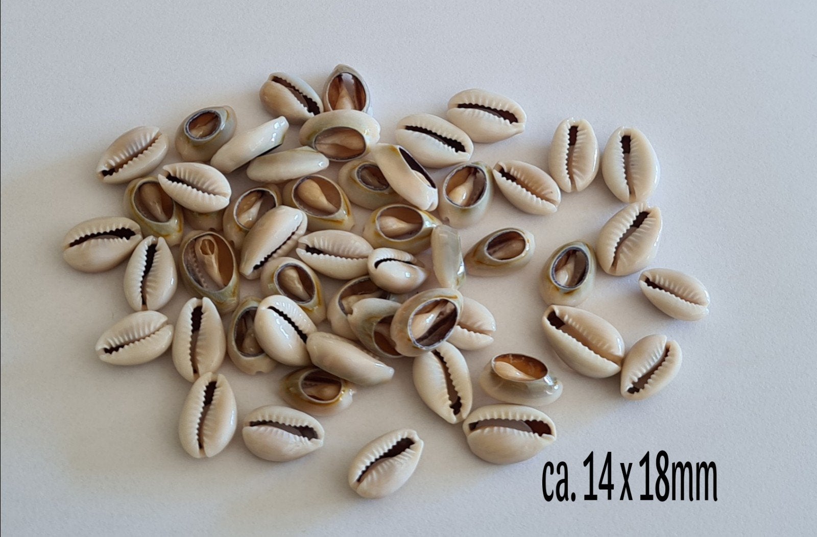 50 stuks Kauri Cowrie schelp kralen, Ophalen of Verzenden, Nieuw