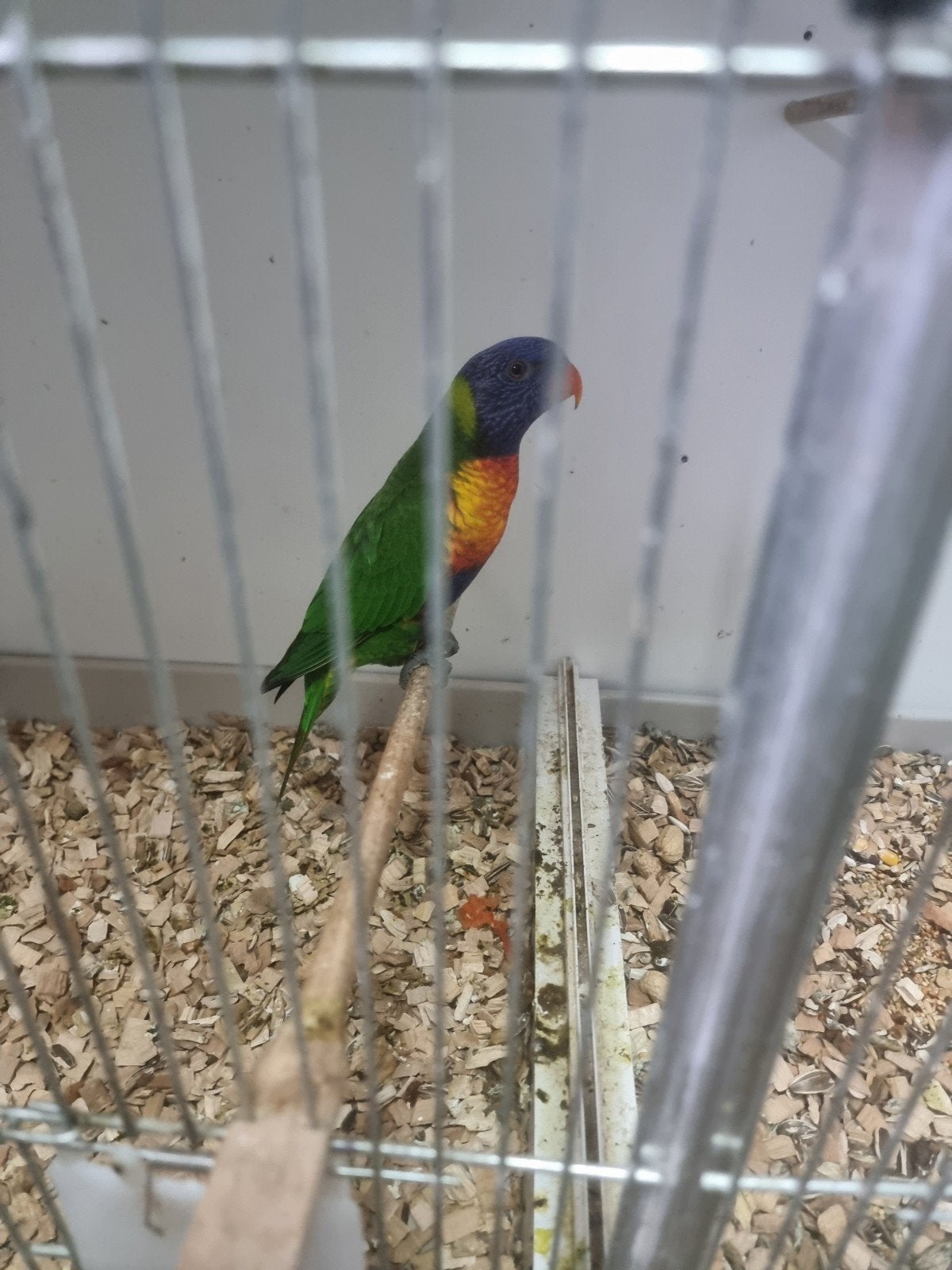 lori vd blauwe bergen, Dieren en Toebehoren, Vogels | Parkieten en Papegaaien, Geslacht onbekend, Papegaai, Geringd