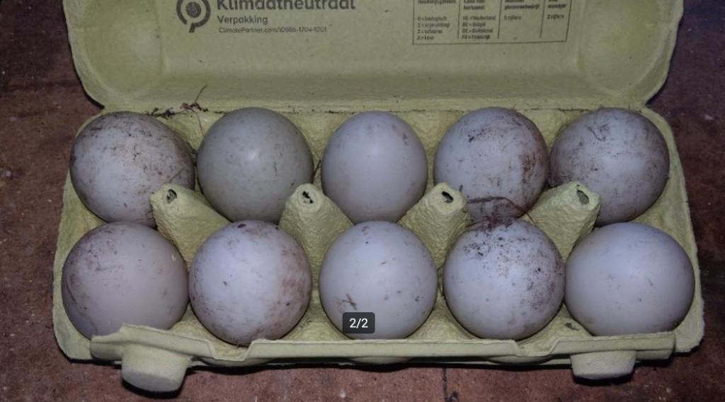 Broedeieren van loopeenden, Dieren en Toebehoren, Pluimvee, Geslacht onbekend, Eend