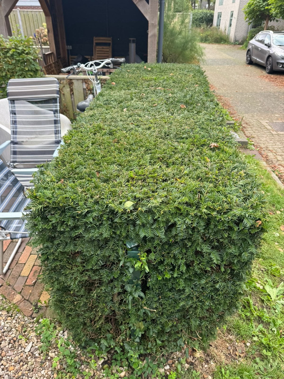 Taxus haag, Tuin en Terras, Ophalen, Taxus, Haag, 100 tot 250 cm