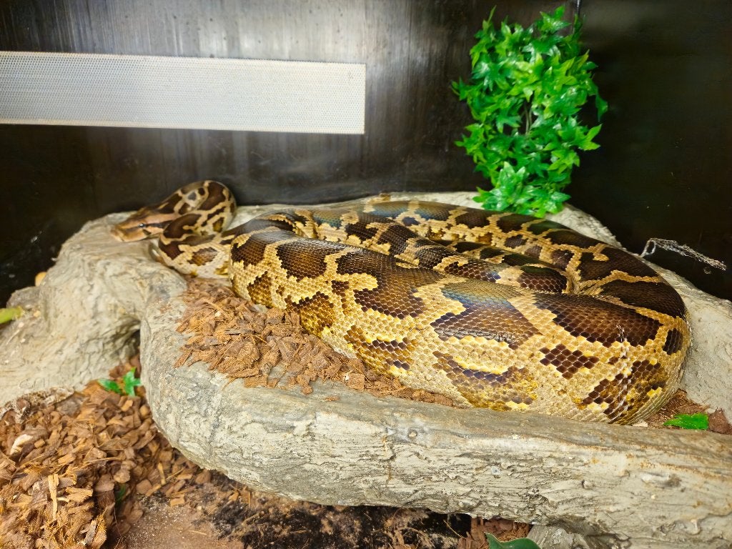 0.1 Python Molures Pimbura Ball Python photo 3