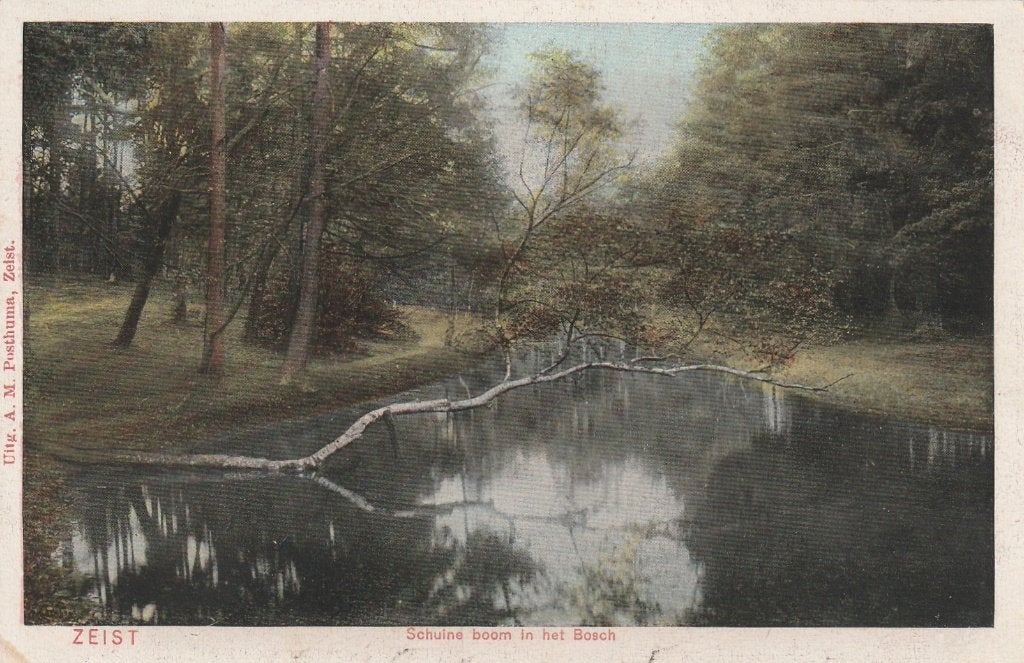 ZEIST Schuine Boom in het Bosch kl.f., Verzenden, Voor 1920, Ongelopen, Utrecht