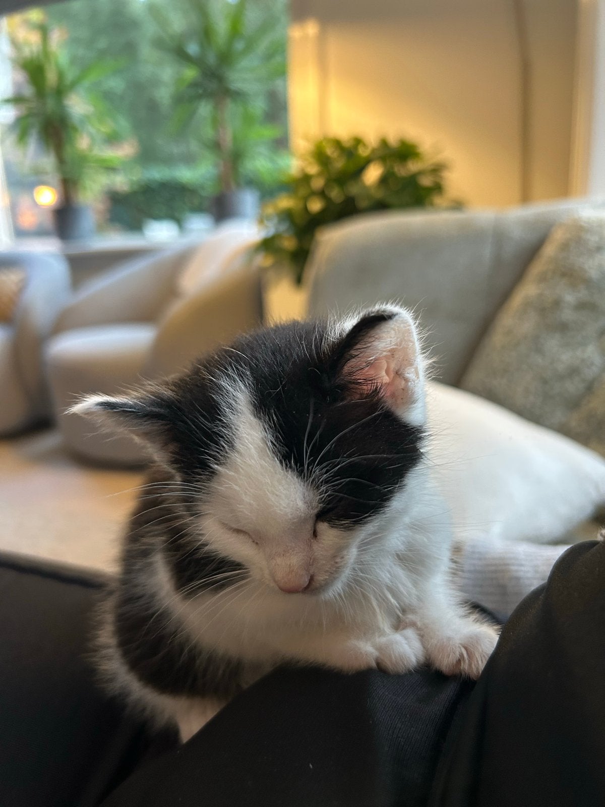 Kittens te koop!, Kater, 0 tot 2 jaar